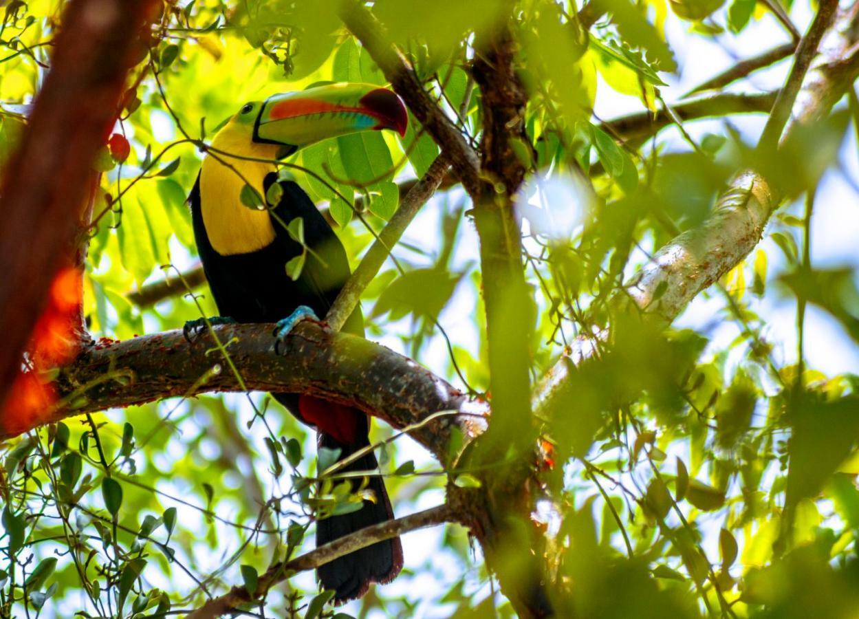 Ecolodge El Sombrero Laguna Yaxha Kültér fotó