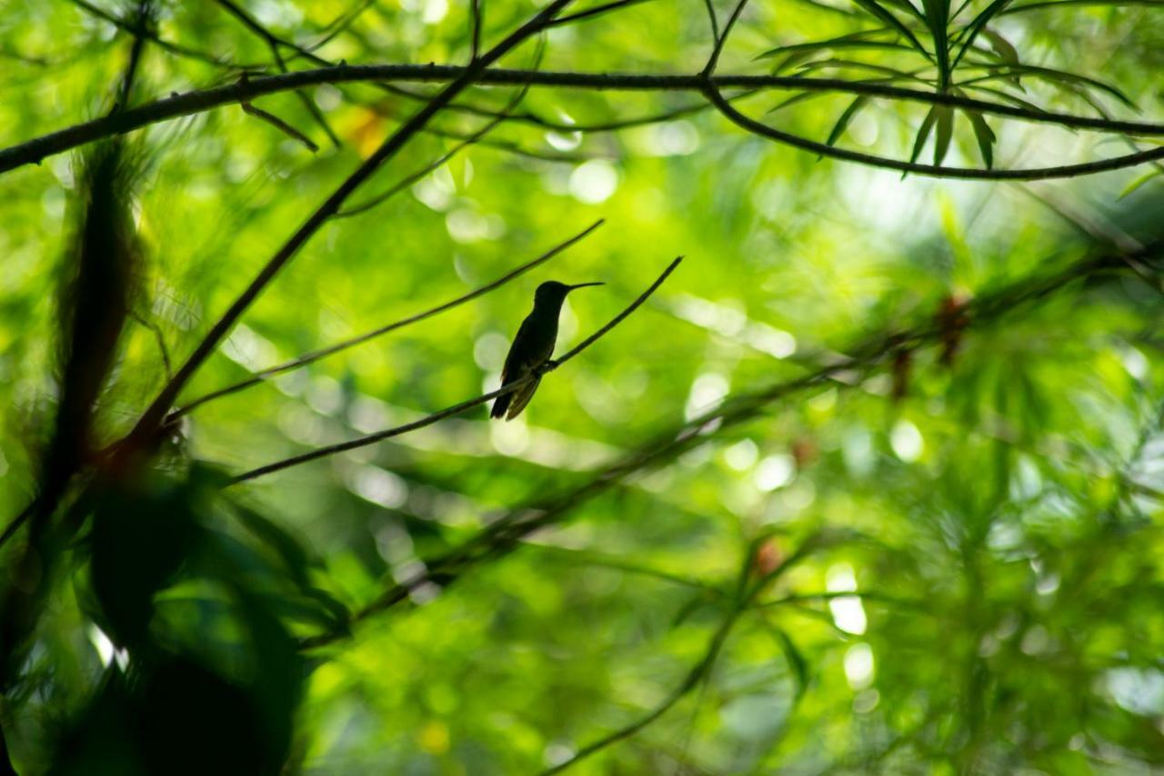 Ecolodge El Sombrero Laguna Yaxha Kültér fotó